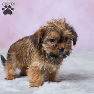 Murphy, Shorkie Puppy